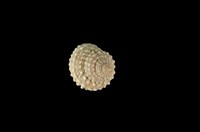 藏品(棘黍螺)的圖片